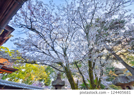 Cherry blossoms at Gokonomiya Shrine Cherry blossoms at Gokonomiya Shrine 124405681