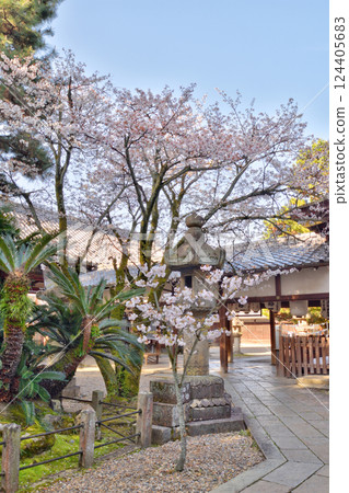 五子宮神社的櫻花 124405683