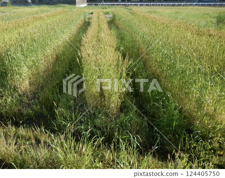A wheat field that has grown golden 124405750