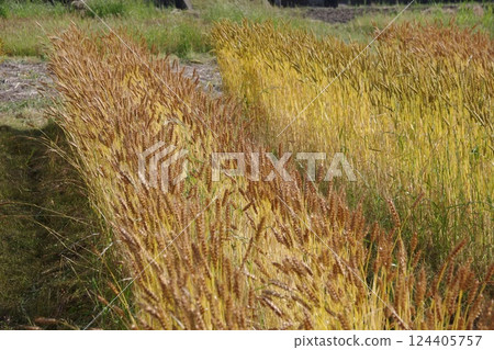 A wheat field that has grown golden 124405757