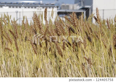 一片金色的麥田 一片金色的麥田 124405758