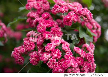 Summer flower landscape. Summer hawthorn tree pink flowers. Hawthorn flowers, blooming in summer garden. Close up 124405773