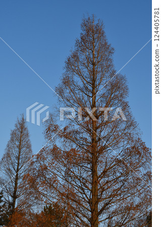 冬季的水杉，樹枝在藍天映襯下閃閃發光 124405781