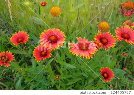 Flowers of Gaillardia is growing in garden. Orange flowers in meadow. Brightly colored flowers. Countryside garden. 124405797