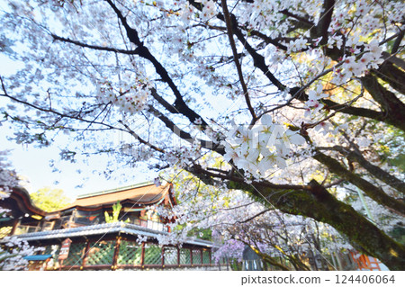 五子宮神社的櫻花 五子宮神社的櫻花 124406064