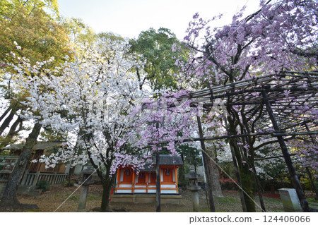 五子宮神社的櫻花 五子宮神社的櫻花 124406066