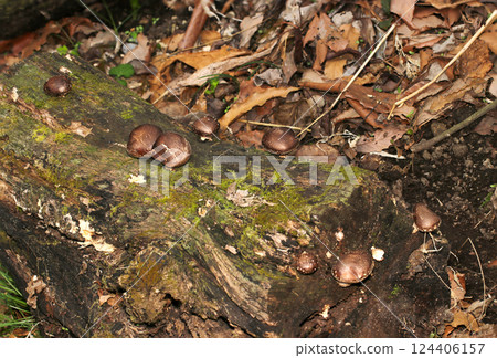 Delicious wild shiitake mushrooms (natural light + strobe macro close-up) 124406157