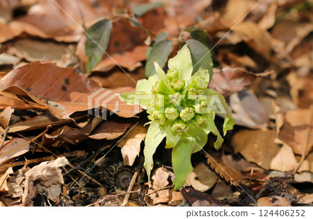 Male buds of butterbur in the soil of a forest covered with fallen leaves (strobe + macro close-up in natural environment) 124406252