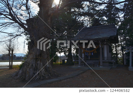 位於埼玉縣深谷市岡町的東鄉白鬚神社的神樹是櫸樹。 124406582