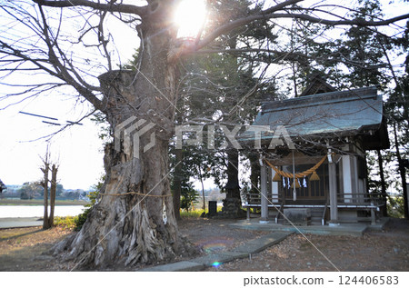 位於埼玉縣深谷市岡町的東鄉白鬚神社的神樹是櫸樹。 124406583