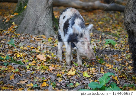 Wild boars in nature. Beautiful concept for animals and nature. Wild boars in nature. Beautiful concept for animals and nature. 124406687