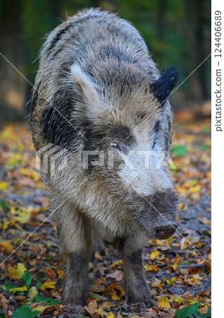 Wild boars in nature. Beautiful concept for animals and nature. Wild boars in nature. Beautiful concept for animals and nature. 124406689
