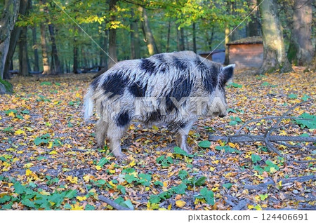 Wild boars in nature. Beautiful concept for animals and nature. 124406691
