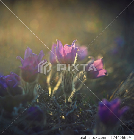 Spring and springtime flower in the rain. Blooming beautiful flowers on a meadow in nature. Pasque flower and sun with a natural colored background. (Pulsatilla grandis) Spring and springtime flower in the rain. Blooming beautiful flowers on a meadow in nature. Pasque flower and sun with a natural colored background. (Pulsatilla grandis) 124406699