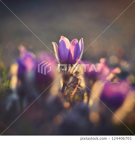 Spring flowers. Beautifully blossoming pasque flower and sun with a natural colored background. (Pulsatilla grandis) Spring flowers. Beautifully blossoming pasque flower and sun with a natural colored background. (Pulsatilla grandis) 124406701