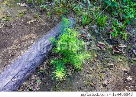 Young larch trees growing on the promenade 124406843
