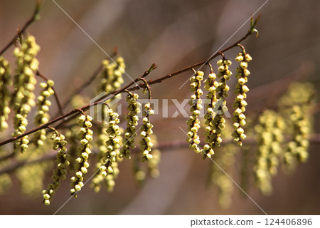 Golden Cornus officinalis flowers bloom in spring Golden Cornus officinalis flowers bloom in spring 124406896