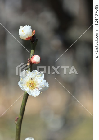 白梅花 124407088