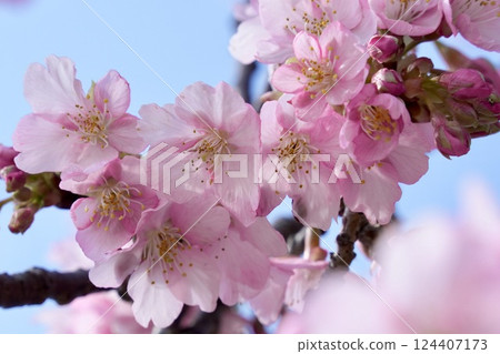 Pink Kawazu cherry blossoms against the blue sky Pink Kawazu cherry blossoms against the blue sky 124407173
