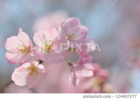 Spring color: Sakura 124407277