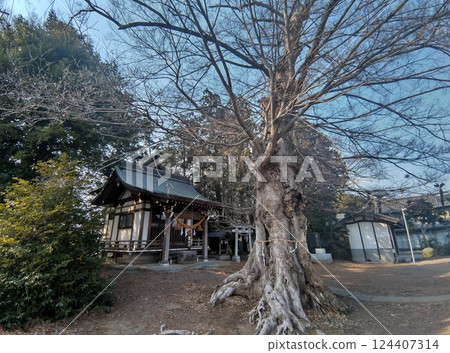 The sacred tree of Togo Shirahige Shrine in Oka, Fukaya City, Saitama Prefecture, is Zelkova. The sacred tree of Togo Shirahige Shrine in Oka, Fukaya City, Saitama Prefecture, is Zelkova. 124407314