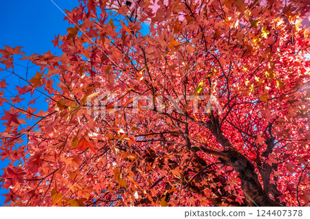 神奈川縣橫濱市都築區中町台車站的秋葉 124407378
