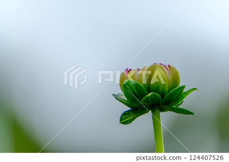 Dahlia buds waiting to bloom 124407526