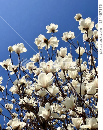 White magnolia flowers shining against the blue sky (vertical photo) White magnolia flowers shining against the blue sky (vertical photo) 124407576