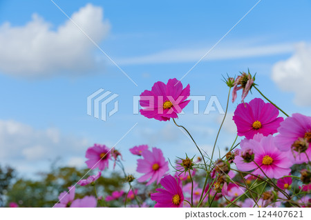 藍天和粉紅色波斯菊 藍天和粉紅色波斯菊 124407621