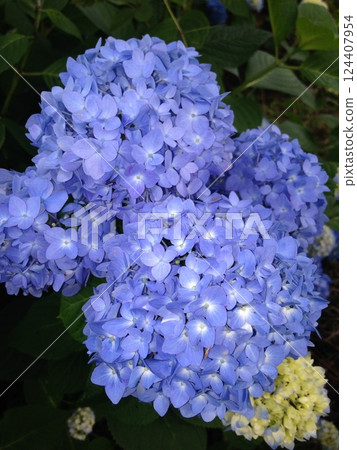 Blooming blue hydrangea 124407954
