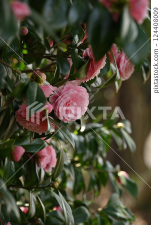 Otome Camellia Flower 124408009