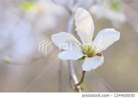 Kobushi's white flower 124408030