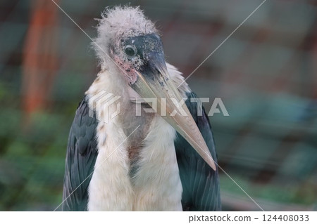 African Bald Stork African Bald Stork 124408033