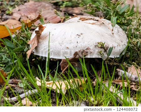 Organic and Sustainable Cultivation of Mushrooms. Collecting mushrooms from ground in the air natural habitat 124408072