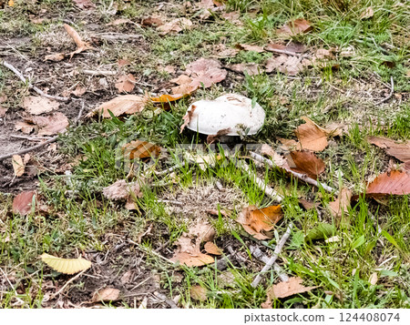 Organic and Sustainable Cultivation of Mushrooms. Collecting mushrooms from the ground in the air natural habitat 124408074