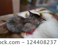 Back view of a sleeping kitten 124408237