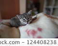 Kitten looks dissatisfied after being disturbed while sleeping 124408238