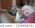 Kitten lounging in a blanket 124408241