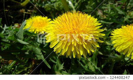 美麗綻放的黃色蒲公英花 美麗綻放的黃色蒲公英花 124408247