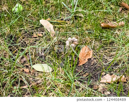 Coprinellus disseminatus, and commonly known as the fairy inkcap, fairy bonnet, or trooping crumble cap, is a species of agaric fungus in the family Psathyrellaceae. 124408489
