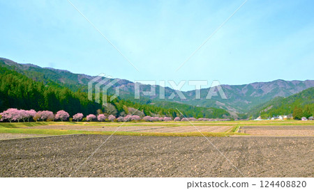 Kohigan Cherry Blossoms of Shimizu 124408820