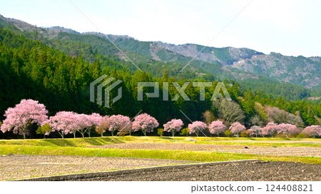 Beautiful rows of cherry blossom trees at Kohiganzakura in Shimizu 124408821