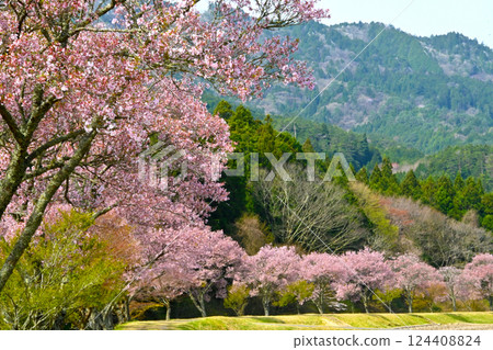 清水小彼岸櫻花樹成排，景色優美 124408824