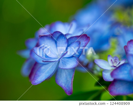 Beautiful hydrangeas with a blue gradation bloom during the rainy season Beautiful hydrangeas with a blue gradation bloom during the rainy season 124408909