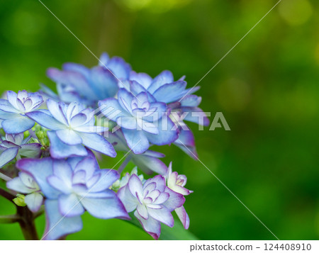 Blue hydrangea Blue hydrangea 124408910