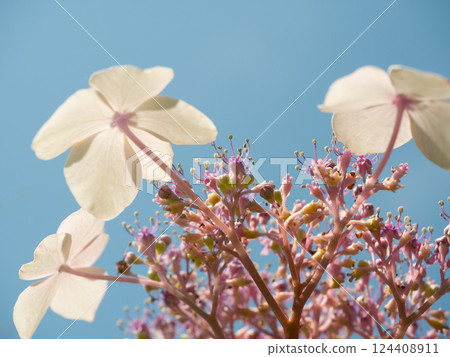 Hydrangea macrophylla in retro colors that stand out against the blue sky Hydrangea macrophylla in retro colors that stand out against the blue sky 124408911