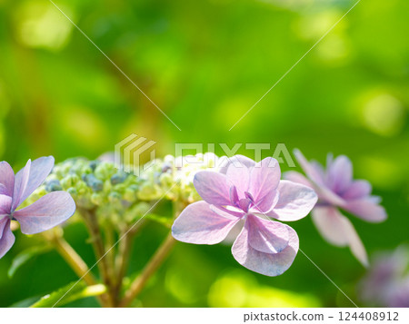 Pretty hydrangea flowers Pretty hydrangea flowers 124408912