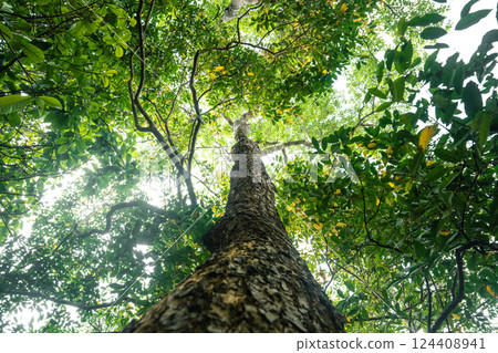 Bottom view of trees and green leaves in a forest in summer. Nature, environment and carbon. Bottom view of trees and green leaves in a forest in summer. Nature, environment and carbon. 124408941