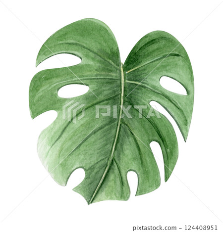 Monstera leaf watercolor illustration isolated on white. High quality hand drawn design element perfect for cards, posters, packages, decor, stationary, label and logo design. Swiss cheese plant 124408951