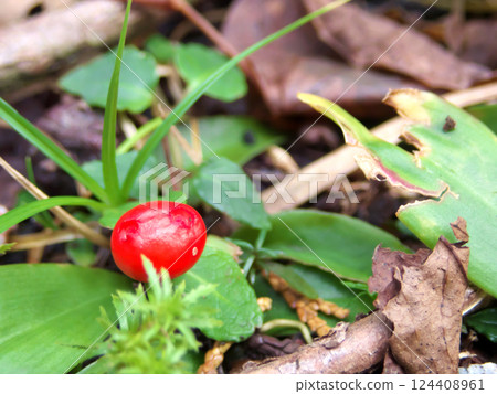 Probably the fruit of the vine Probably the fruit of the vine 124408961